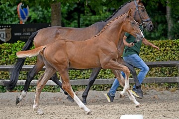 paard-328496.jpg