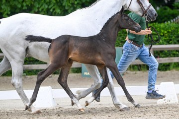 paard-33-0174431web.jpg