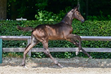 paard-33-3.jpg