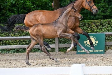 paard-33-galop-fra6516.jpg
