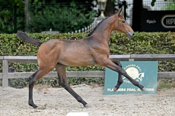 paard-336665.jpg