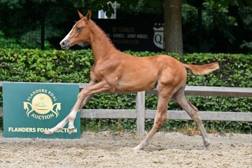 paard-34-galop-fra6242.jpg