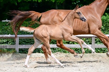 paard-35-3.jpg