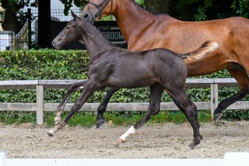 paard-35-galop-fra4956.jpg