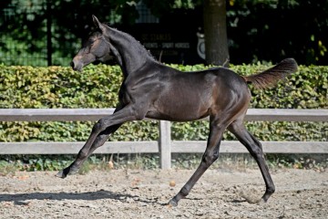 paard-355111.jpg