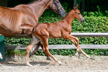 paard-36-3.jpg