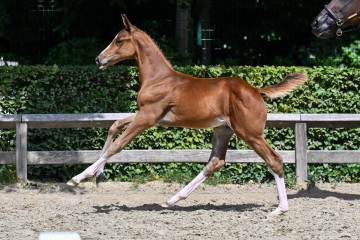 paard-36-galop-fra3343.jpg