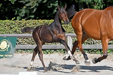 paard-364659.jpg