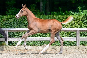 paard-37-3.jpg