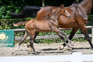 paard-37-galop-fra3776.jpg