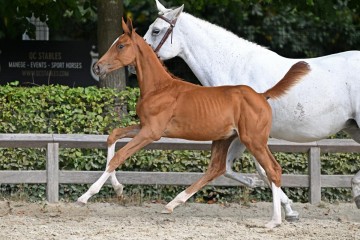 paard-376243.jpg