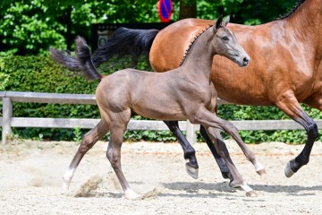 paard-38-3.jpg
