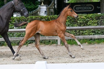 paard-38-galop-fra5129.jpg