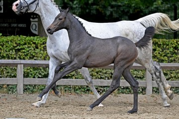 paard-389061.jpg