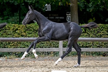 paard-399184.jpg