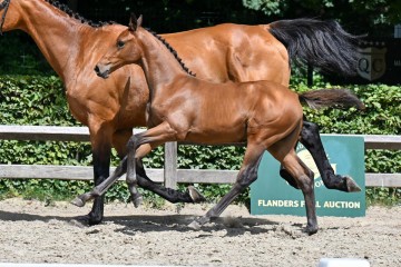paard-4-galop-fra3464.jpg