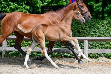 paard-40-3.jpg