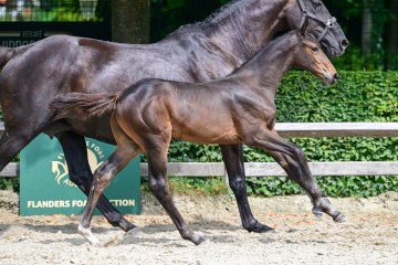 paard-41-3.jpg