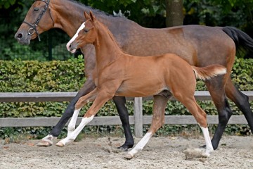 paard-417771.jpg