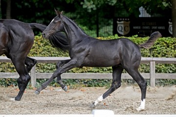 paard-426471.jpg