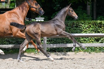 paard-5-galop-fra3615.jpg