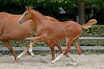 paard-56994.jpg