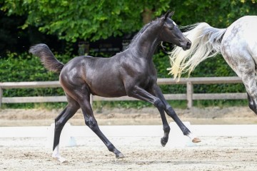 paard-6-0275845.jpg