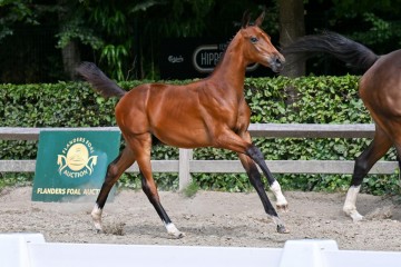paard-6-galop-fra1111.jpg