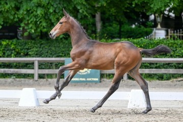 paard-7-0316407.jpg