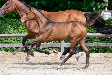 paard-7-3.jpg