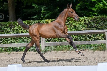 paard-7-galop-fra1984.jpg
