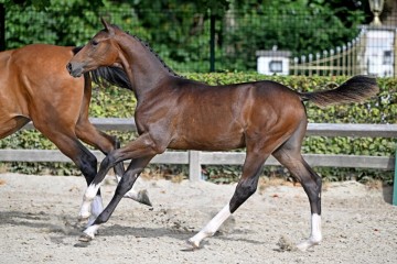 paard-75330.jpg