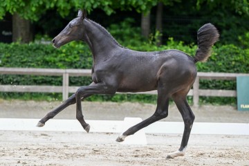 paard-8-0265684.jpg