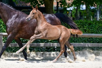 paard-8-3.jpg