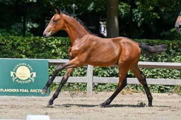 paard-8-galop-fra4055.jpg
