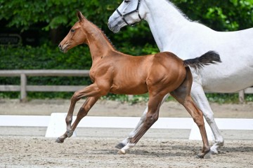 paard-9-0194784.jpg