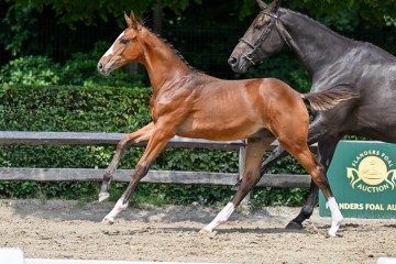 paard-9-galop-fra4219.jpg