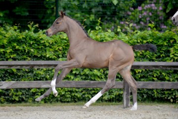 paard-carlotta1006480200-ga77860.jpg