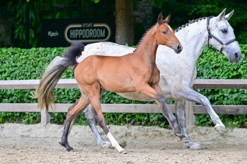 paard-dream-touch-van-t-vossenhof-1.jpg