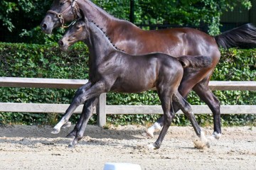 paard-fra0310.jpg