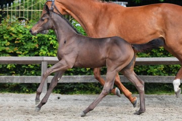 paard-fra1389.jpg