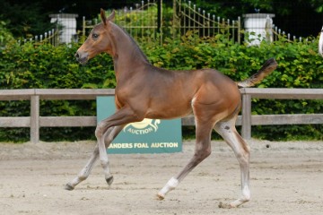 paard-fra2141.jpg