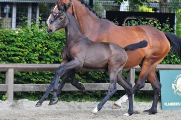 paard-fra2641.jpg
