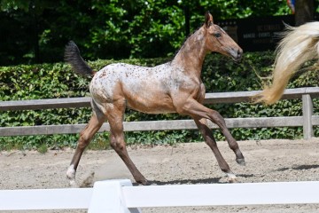 paard-fra3099.jpg