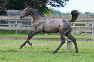 paard-frb0619-unique-chance-galop-083521.jpg
