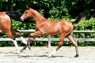 paard-ga63318.jpg
