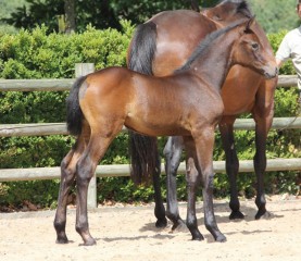 paard-img8011-cicero-x-ferrari.jpg