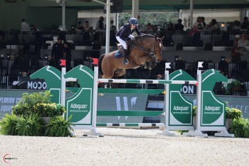 paard-tres-bien.jpg