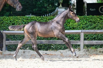 paard-web-0355063.jpg