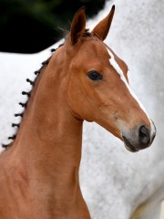 quiklydurouetkga66329.jpg